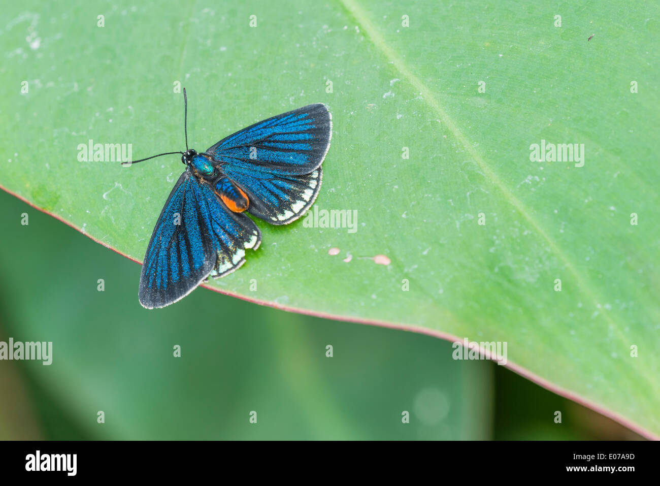 Un adulte au repos papillon Atala Banque D'Images Un adulte au repos papillon Atala Banque D'Images