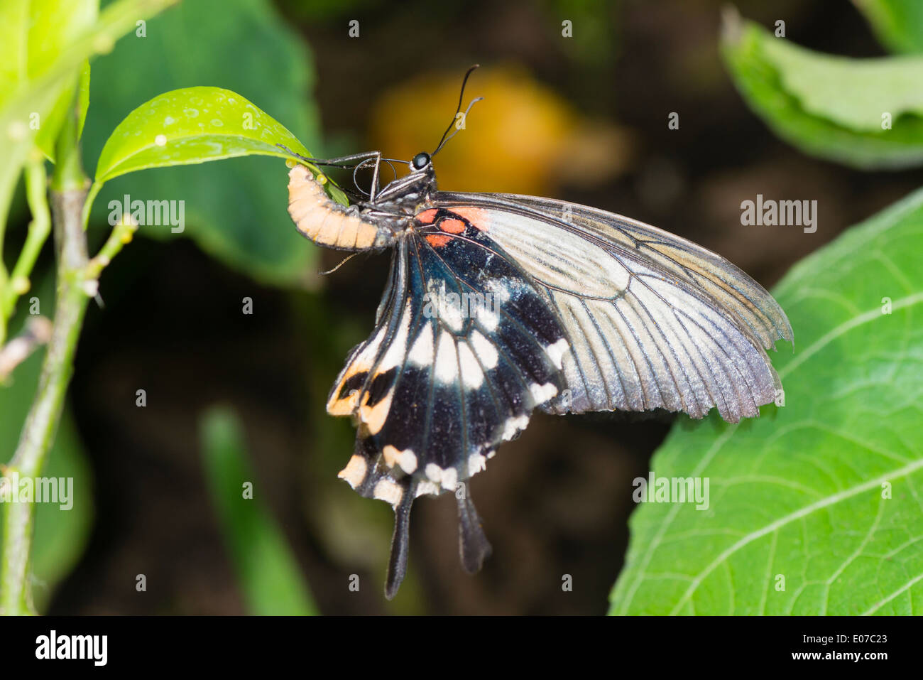 Un Grand papillon jaune Mormon en ponte Banque D'Images