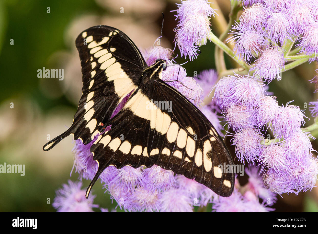 Une alimentation papillon du machaon Thoas Banque D'Images