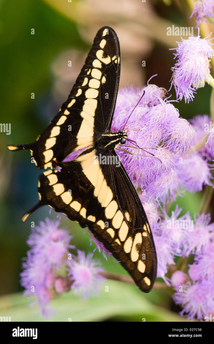 Une alimentation papillon du machaon Thoas Banque D'Images