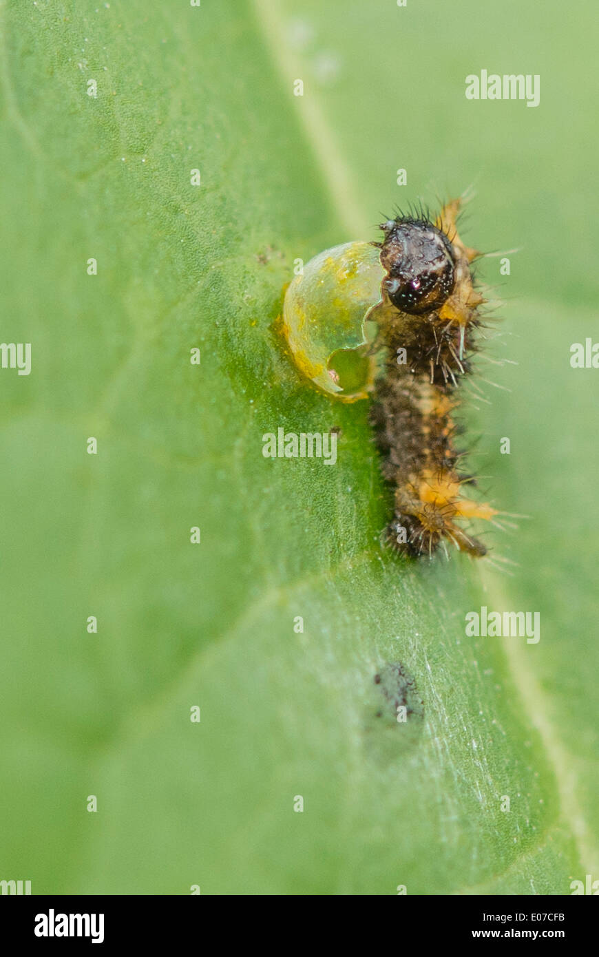 Une larve du papillon du machaon Thoas manger son oeuf Banque D'Images