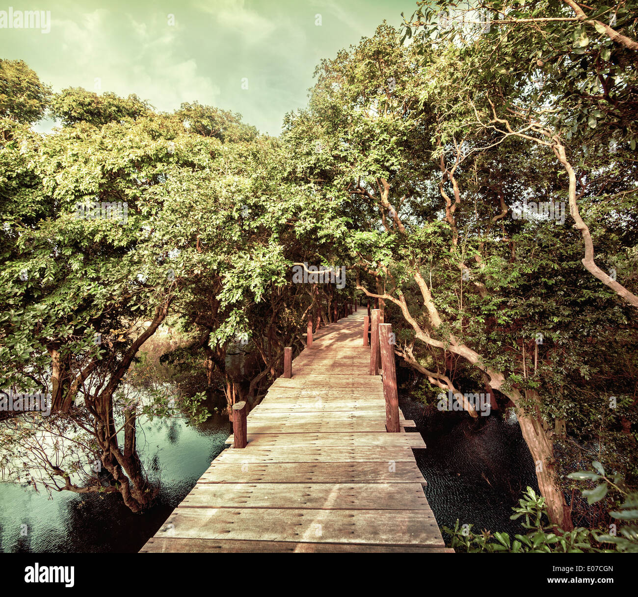 Paysage de jungle tropicale au pont de bois de la forêt inondée mangroves près de Kampong Phluk village Cambodge Image dans Banque D'Images