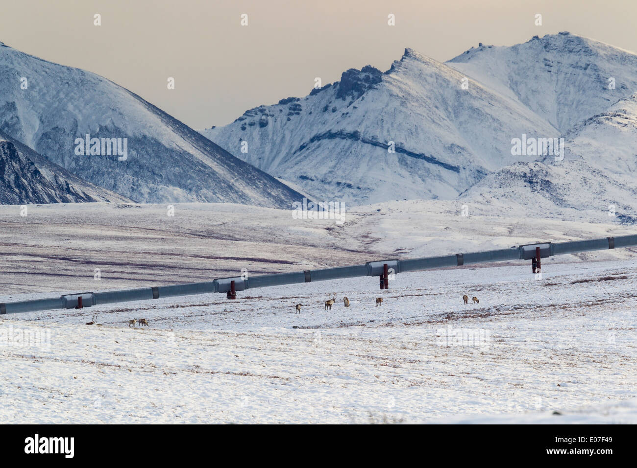 Caribou des bois Rangifer tarandus, troupeau traversant les champs de neige, Dalton Highway, Brooks, de l'Alaska en octobre. Banque D'Images