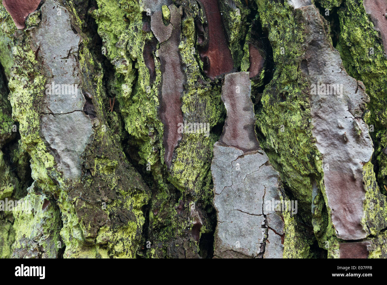 Vue rapprochée de l'écorce de pin à motifs avec Algar et les lichens, l'île de Brownsea, Dorset, UK en octobre. Banque D'Images