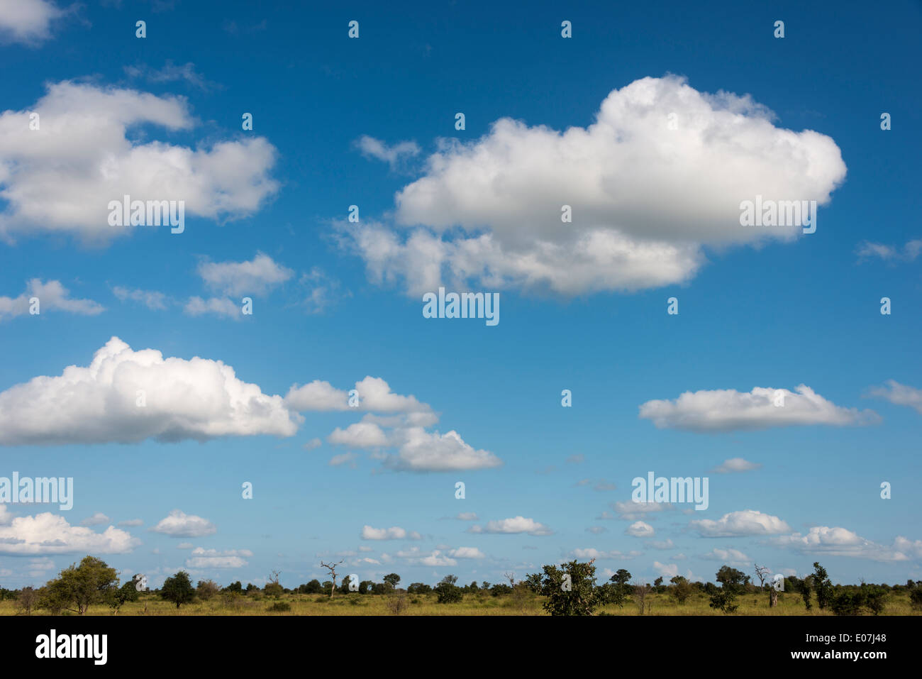 Ciel bleu et nuages blancs du parc national Kruger en Afrique du Sud, paysage Banque D'Images