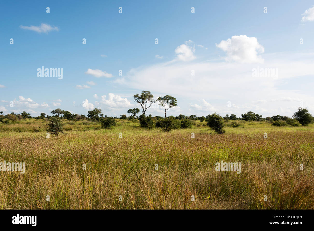 Ciel bleu et nuages blancs du parc national Kruger en Afrique du Sud, paysage Banque D'Images
