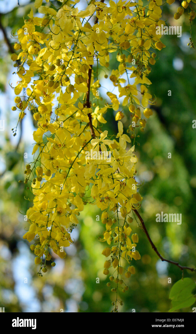 Belle fleur de douche dorée (Cassia fistula) au Thai jardin fleuri Banque D'Images