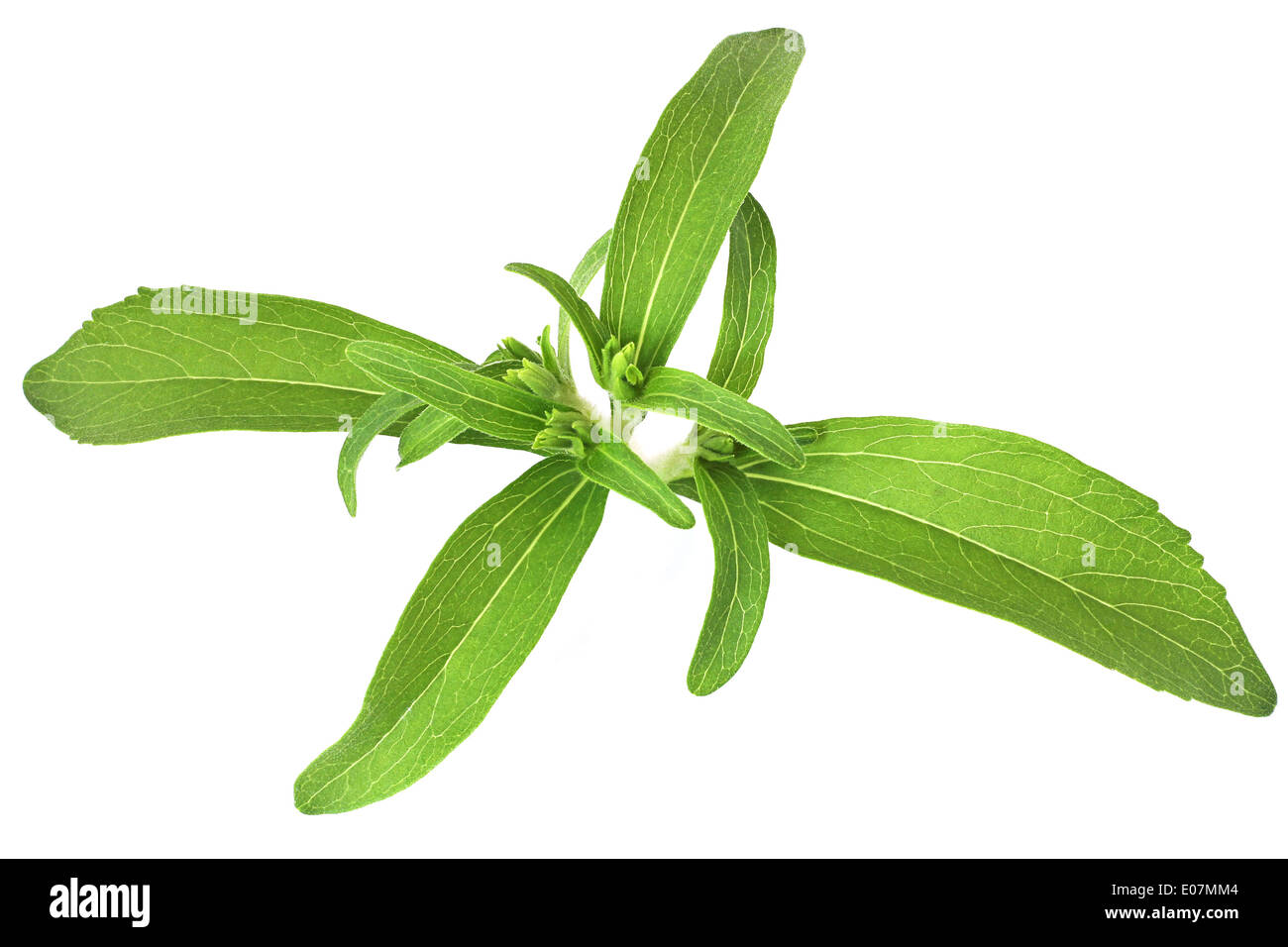 Stevia rebaudiana, sweetleaf substitut du sucre isolé sur fond blanc Banque D'Images