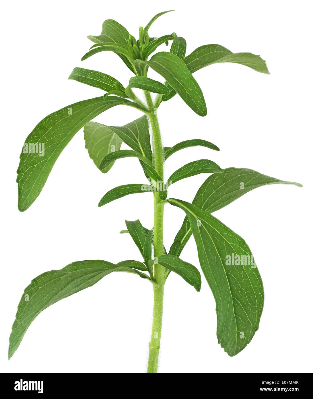 Stevia rebaudiana, sweet leaf plante, substitut du sucre isolé sur fond blanc Banque D'Images