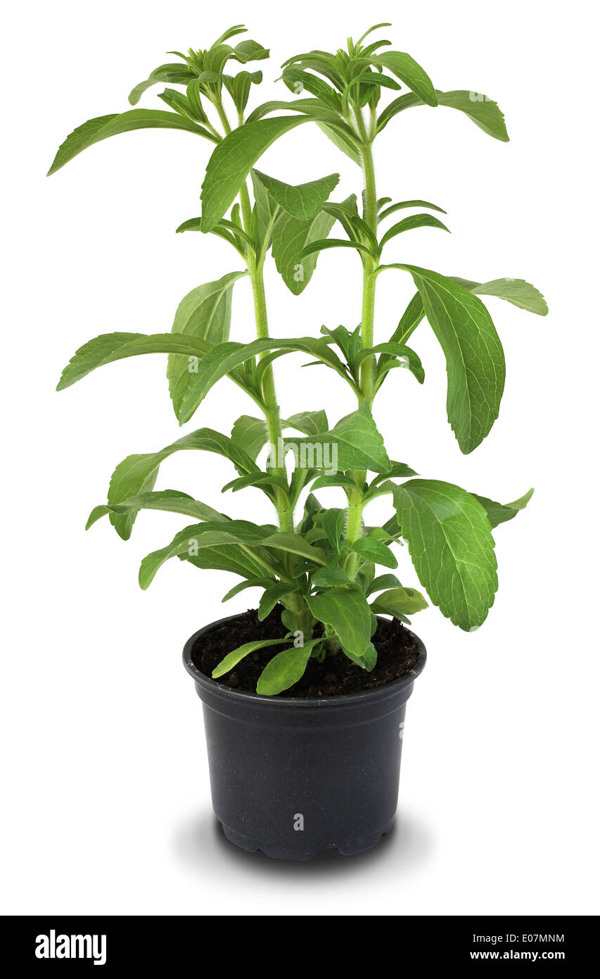 Le Stevia rebaudiana dans le pot de fleurs isolé sur fond blanc Banque D'Images