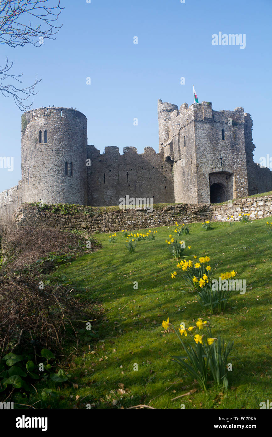 Château de Manorbier au printemps de jonquilles en premier plan l'ouest du pays de Galles Pembrokeshire UK Banque D'Images