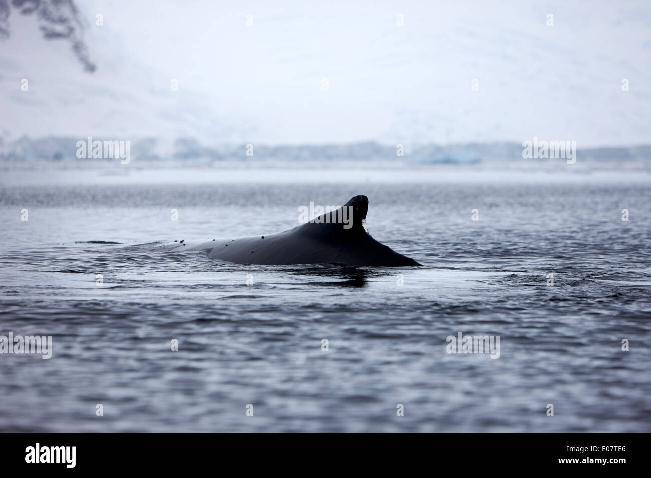 La baleine à bosse sa nageoire dorsale au-dessus de la surface de la baie wilhelmina Antarctique Banque D'Images