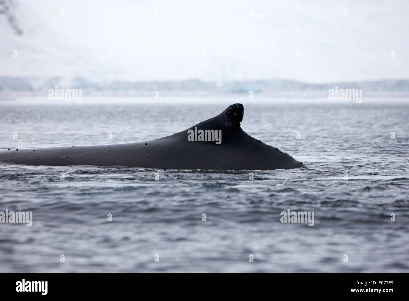 La baleine à bosse sa nageoire dorsale au-dessus de la surface de la baie wilhelmina Antarctique Banque D'Images
