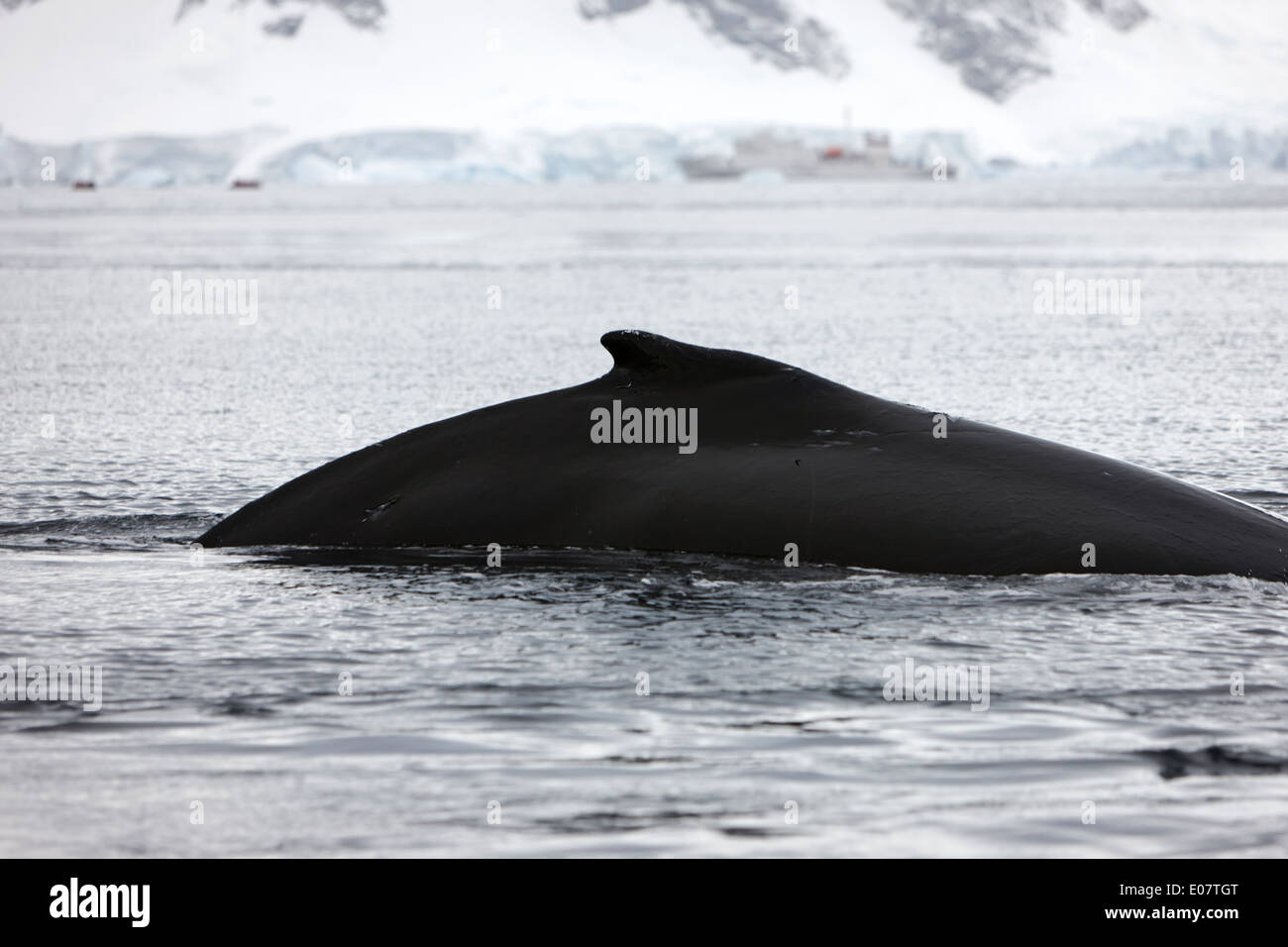 La baleine à bosse sa nageoire dorsale au-dessus de la surface de la baie wilhelmina Antarctique Banque D'Images
