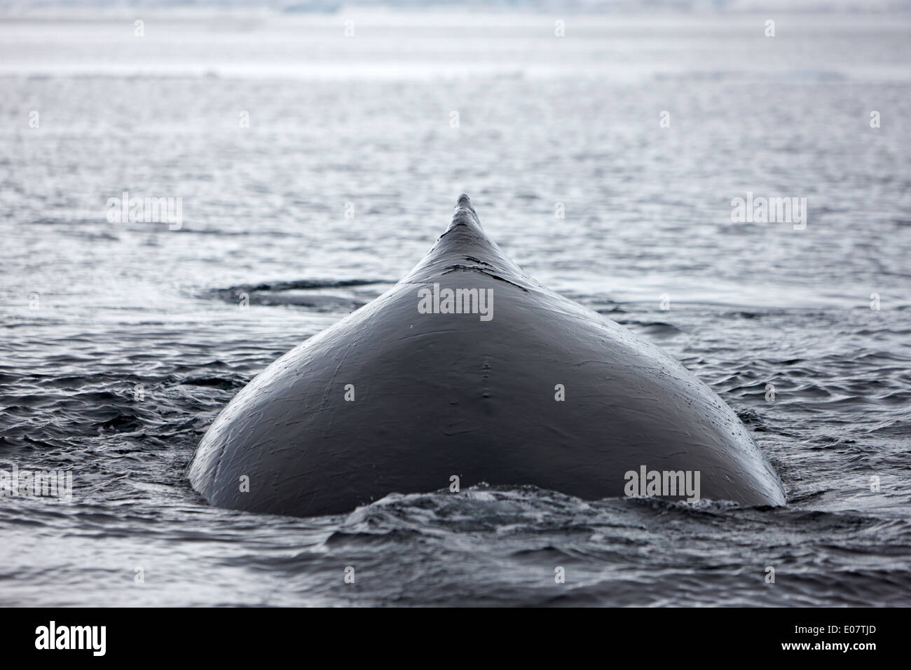 La baleine à bosse sa nageoire dorsale au-dessus de la surface de la baie wilhelmina Antarctique déménagement vers la caméra Banque D'Images