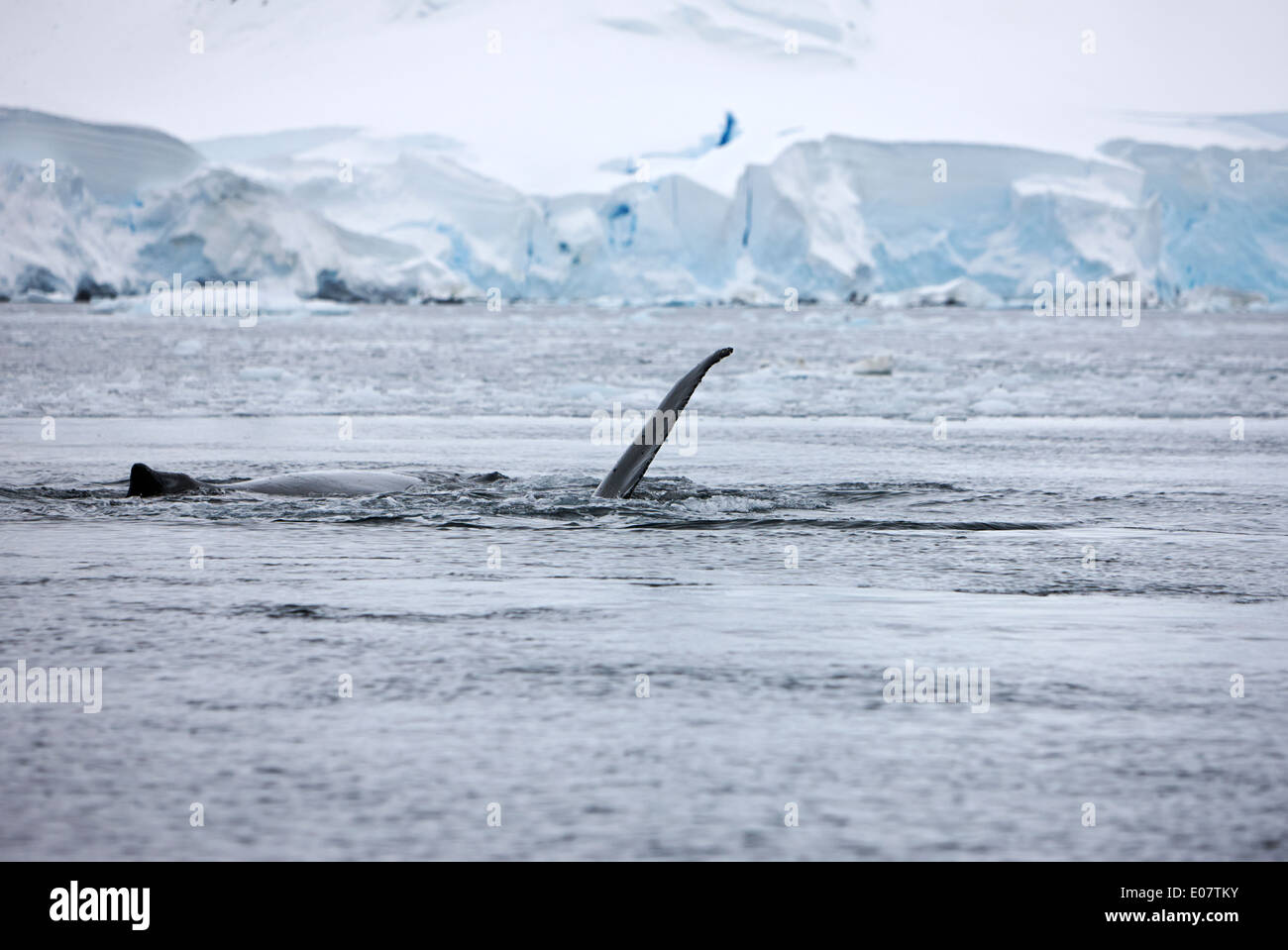 La baleine à bosses pectorales slapping près d'autres whale sur la surface de l'Antarctique de la baie wilhelmina Banque D'Images