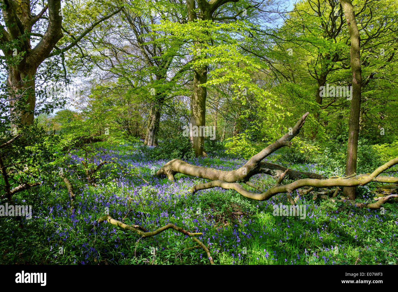 Bluebell bois sur un sentier public près de Holmfirth, Holme Valley, West Yorkshire, England, UK Banque D'Images