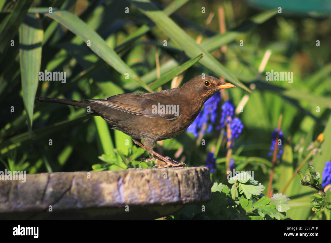 Femme avec des fleurs pour oiseaux sur blackbird Banque D'Images