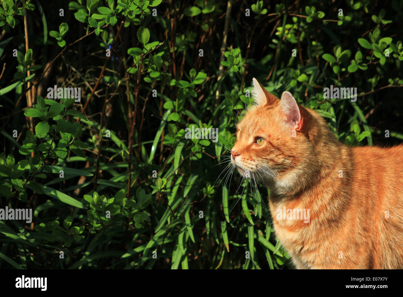Le gingembre cat regardant avec jardin Banque D'Images
