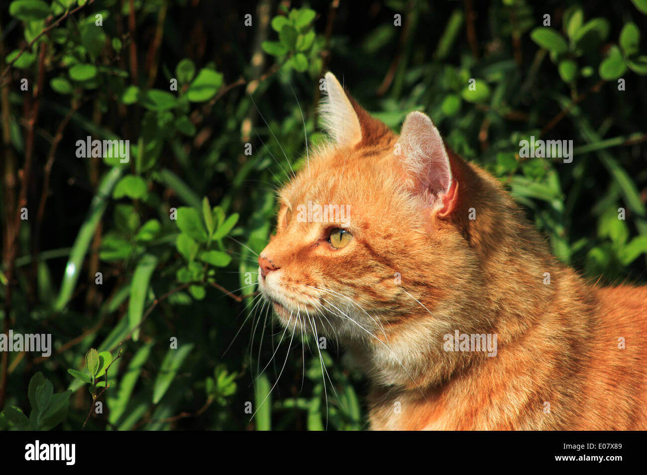 Le gingembre cat regardant avec jardin Banque D'Images