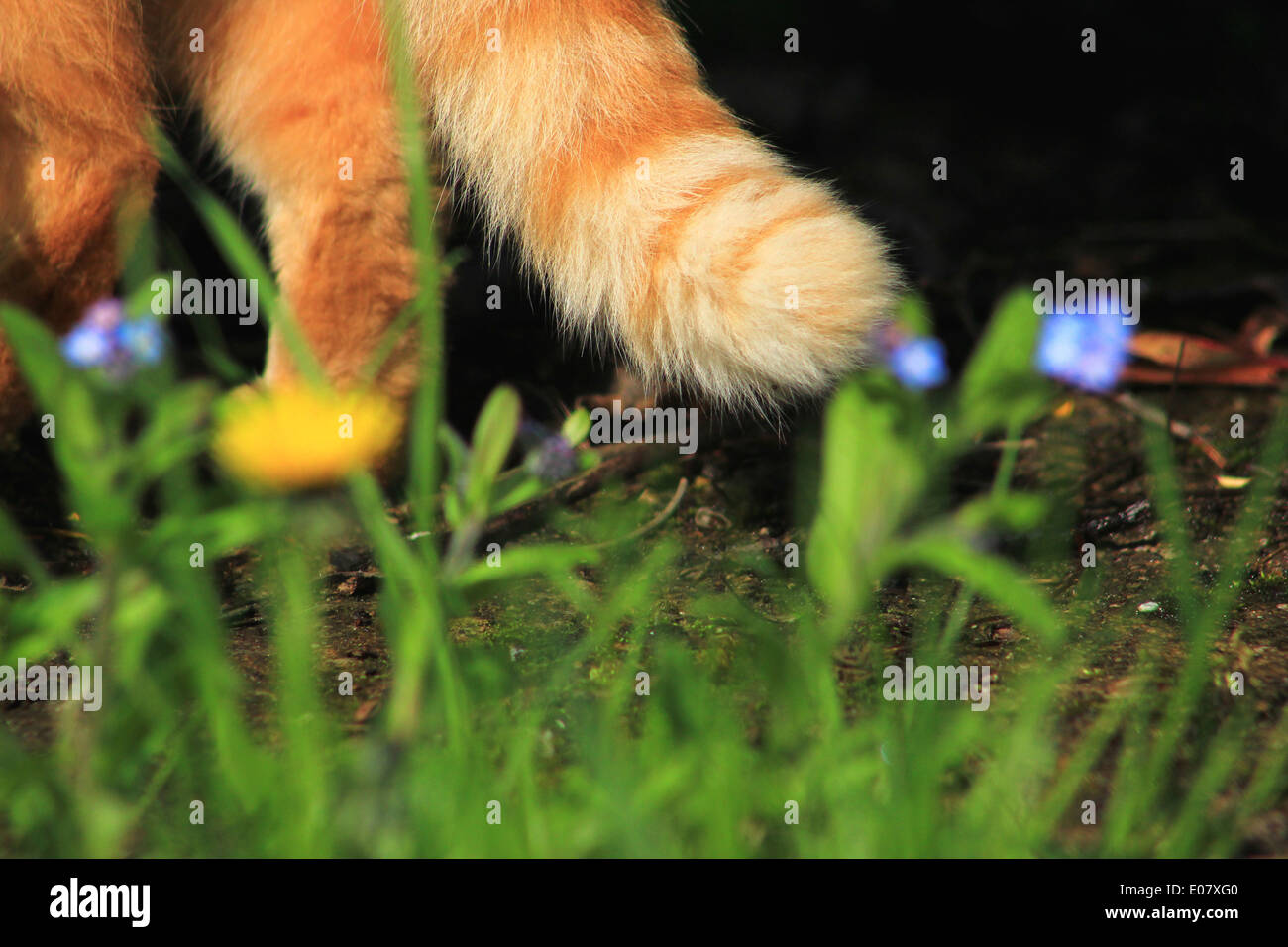 Queue de chat de gingembre en jardin de fleurs Banque D'Images