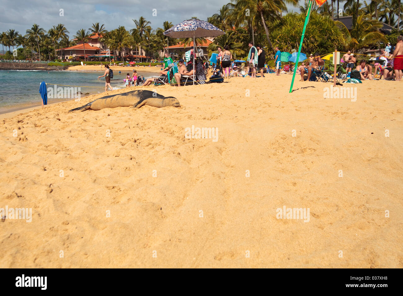 Visites du phoque moine de la plage de Poipu, Kauai, Hawaï. Banque D'Images