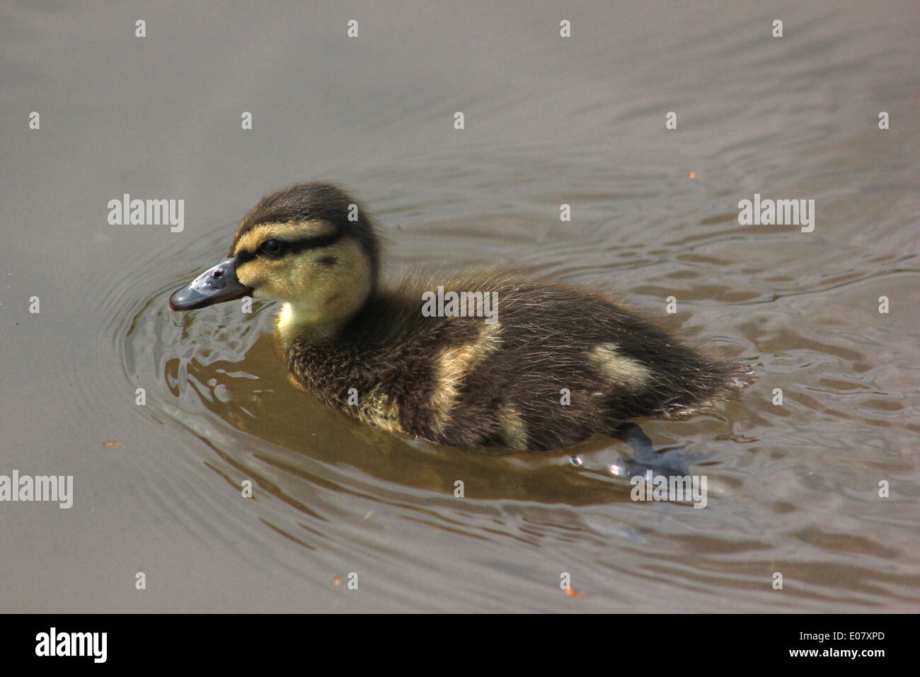 Caneton colvert sur Canal Llangollen Banque D'Images