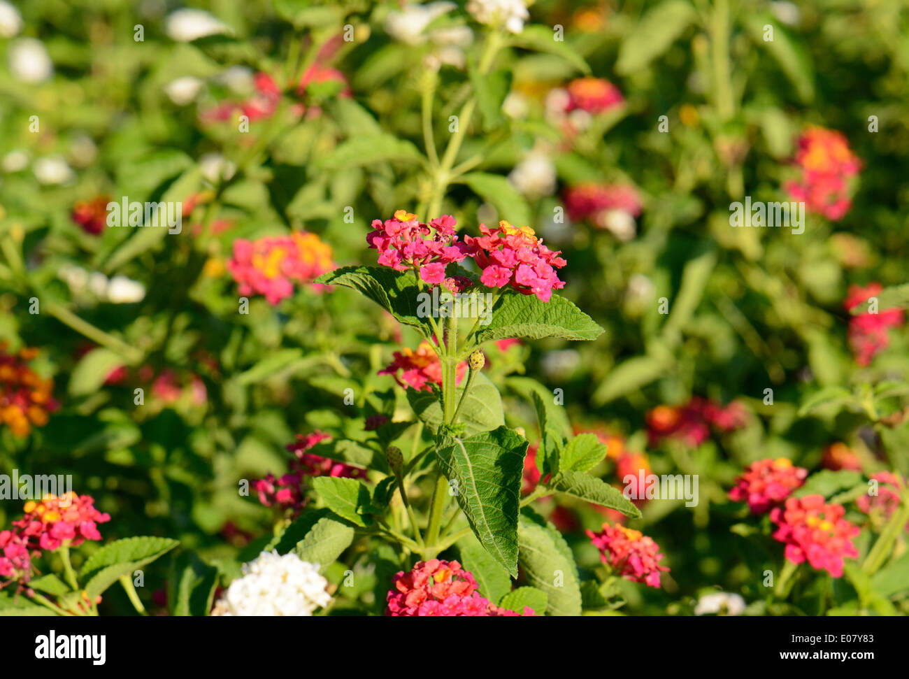 Beau Drap d'or fleur (Lantana camara) au Thai jardin fleuri Banque D'Images