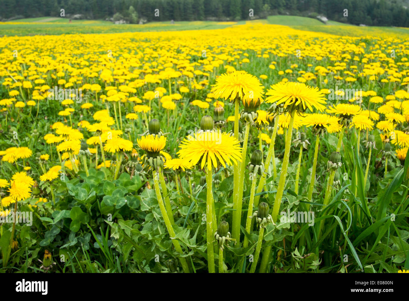 Pissenlit fleur fleurs champ rural Pologne Banque D'Images