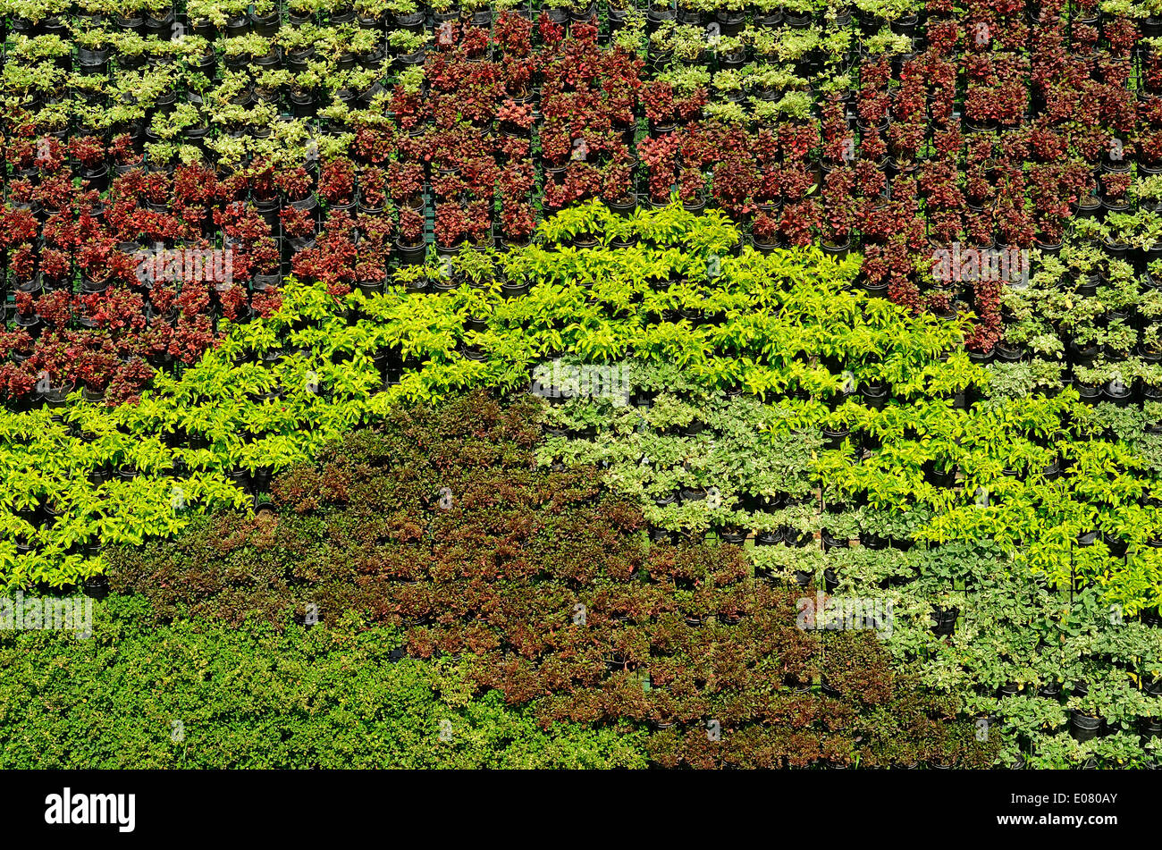 Belle et colorée mur végétal dans un style thaï garden Banque D'Images