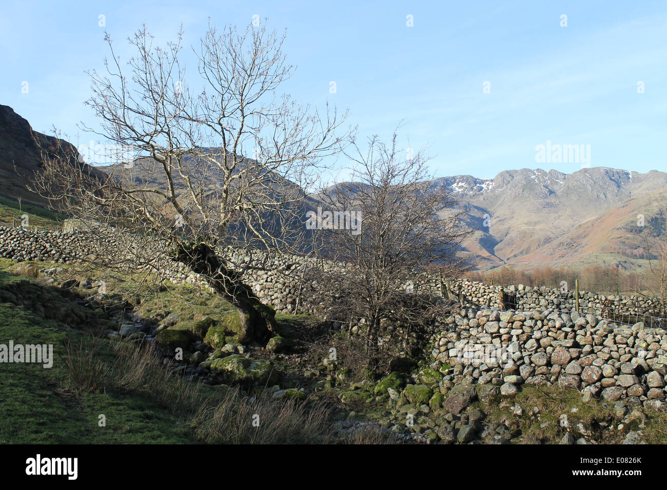 L'hiver, un arbre sans feuilles, Ash se penche sur un beck en descendant de Lingmoor à côté d'un mur en pierre sèche Banque D'Images