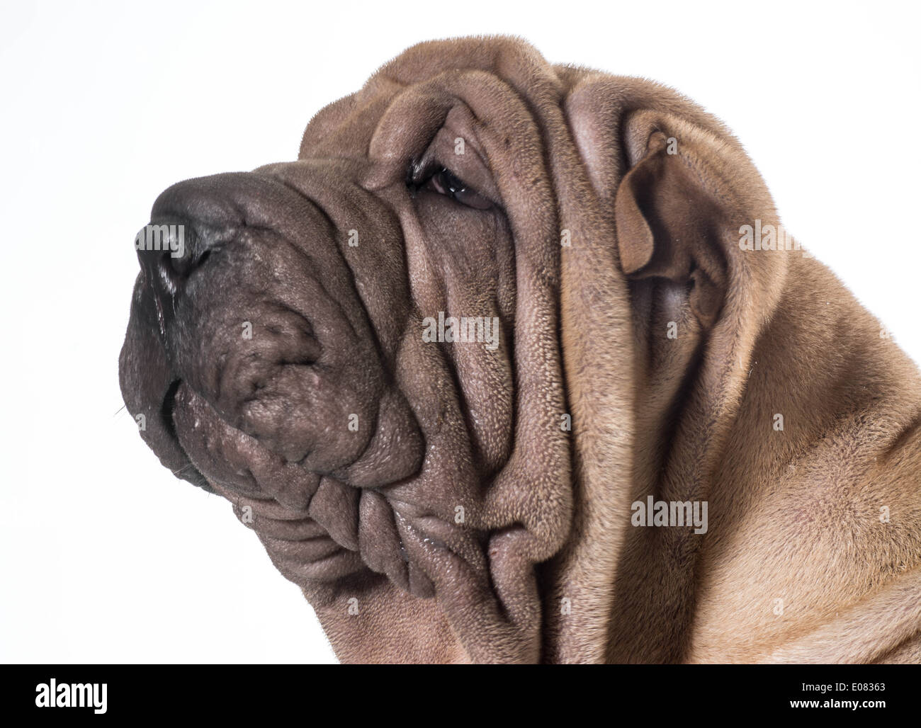 Chinese Shar Pei tête portrait isolé sur fond blanc Banque D'Images