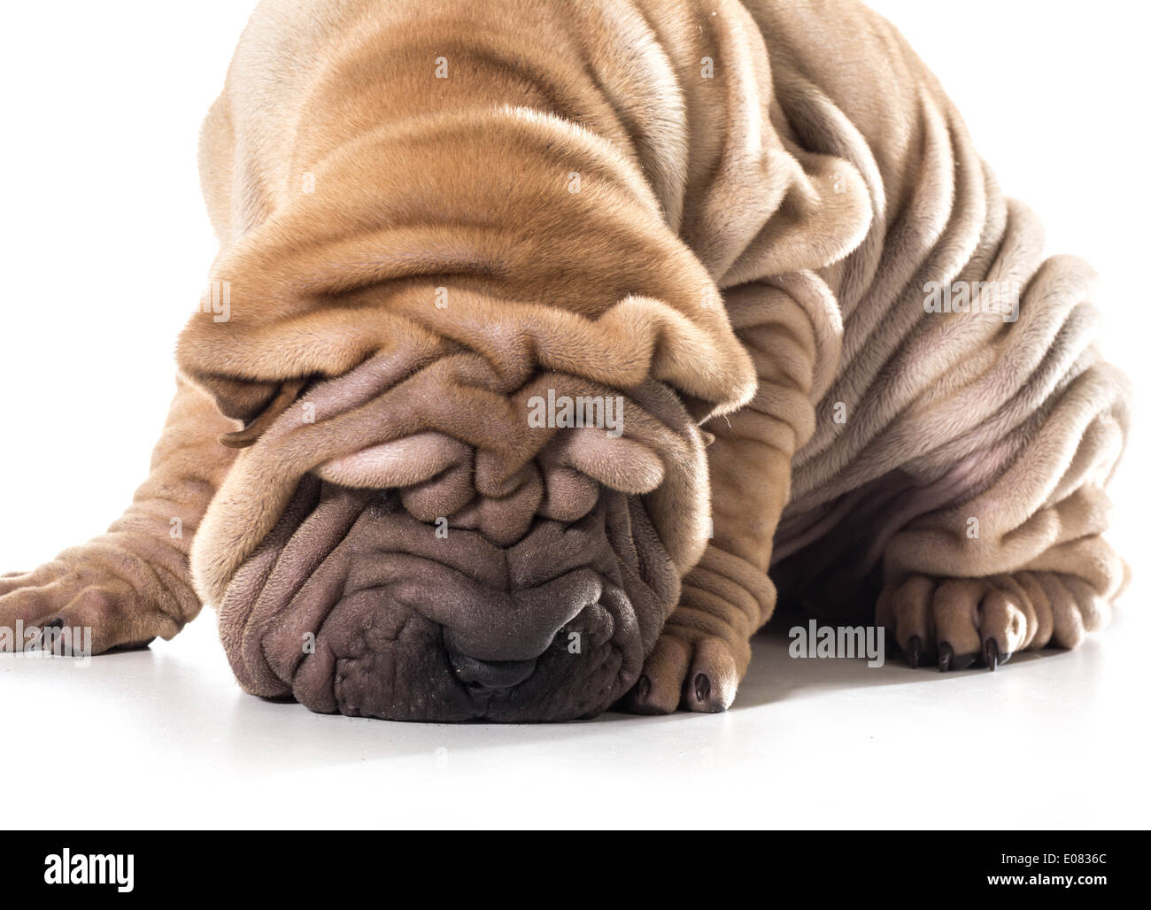 Chinese Shar Pei reniflant le sol isolé sur fond blanc Banque D'Images
