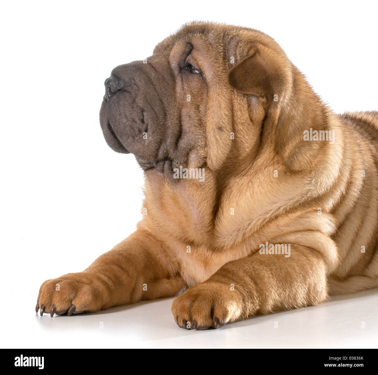 Chiot Shar Pei chinois fixant isolé sur fond blanc Banque D'Images