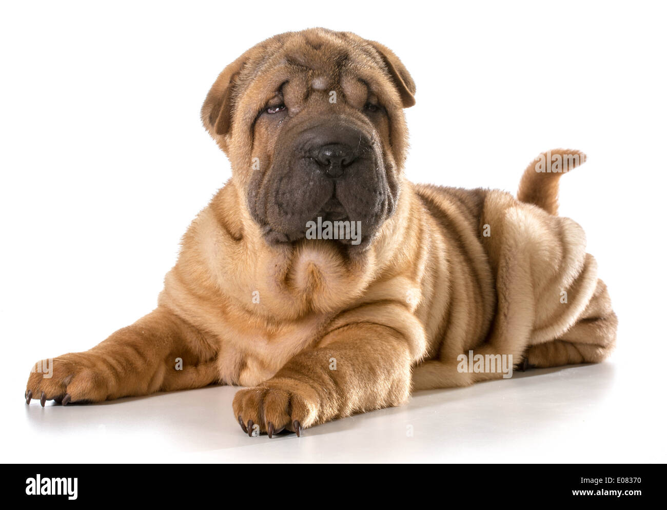 Chiot Shar Pei chinois fixant à la visionneuse à isolé sur fond blanc - 4 mois Banque D'Images