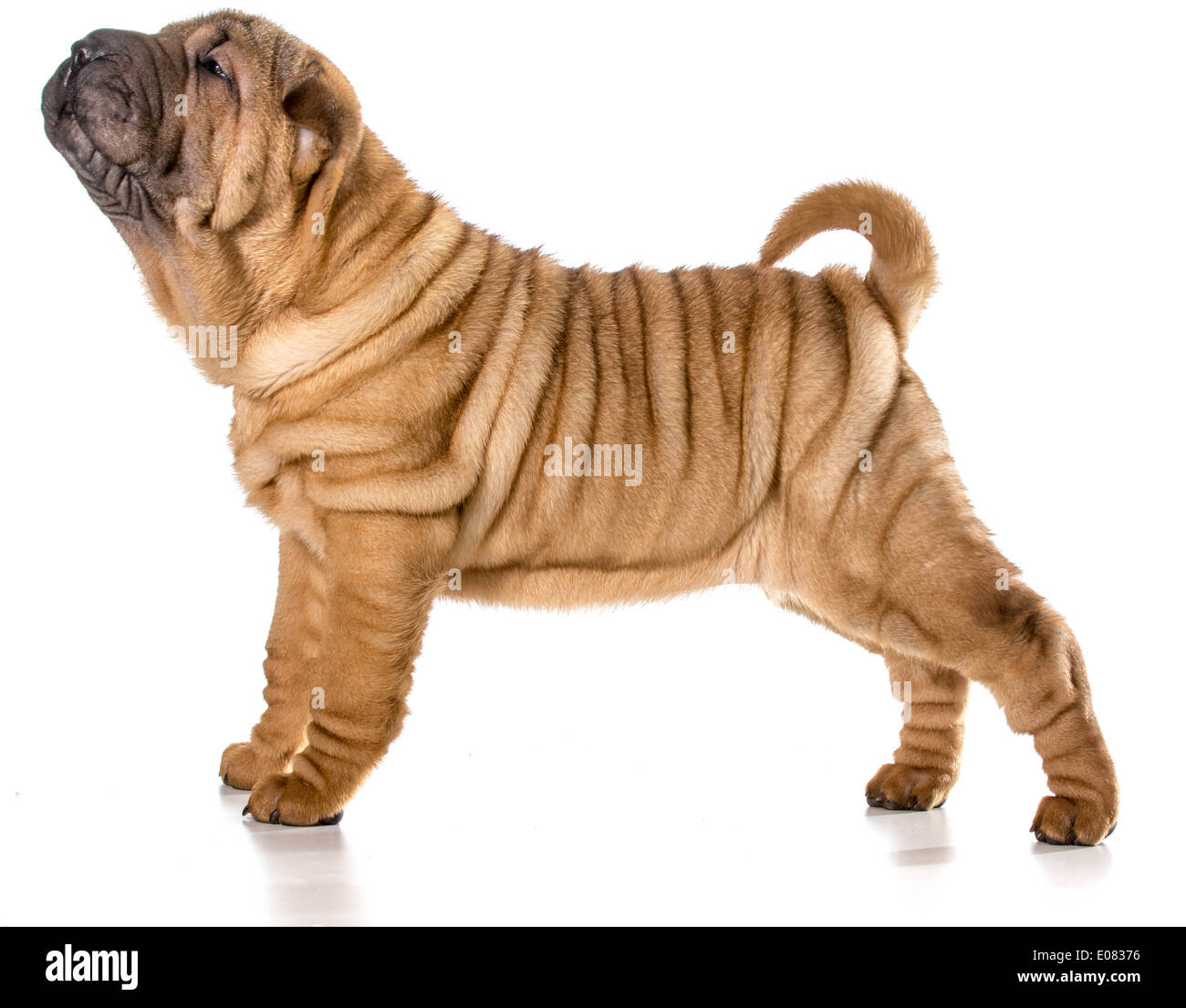 Chinese Shar Pei puppy standing isolé sur fond blanc - 4 mois Banque D'Images