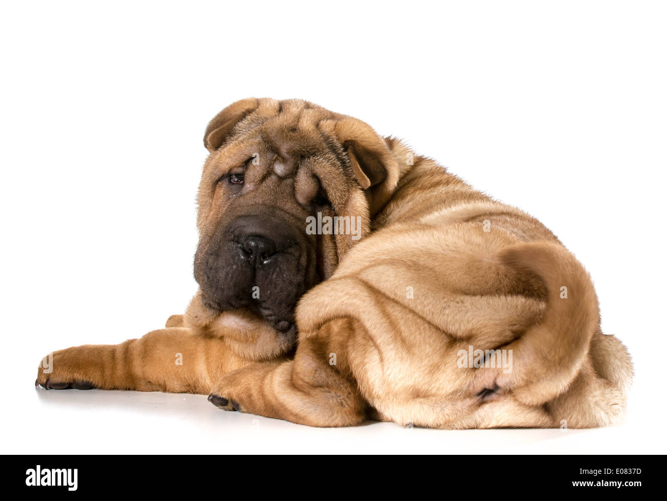 Chiot Shar Pei chinois fixant à la visionneuse à isolé sur fond blanc - 4 mois Banque D'Images