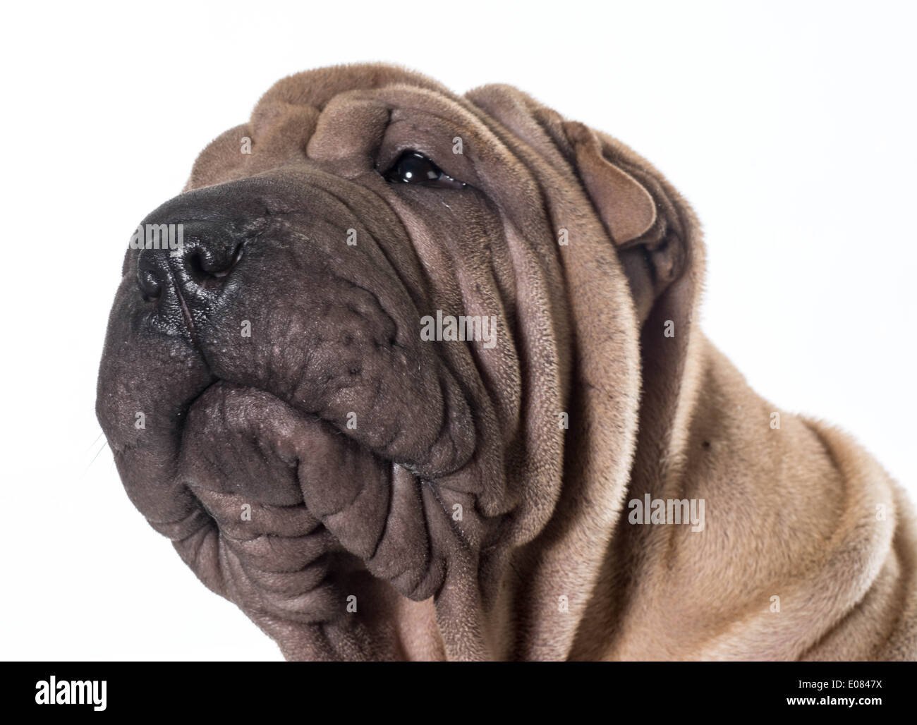 Chinese Shar Pei tête portrait isolé sur fond blanc Banque D'Images