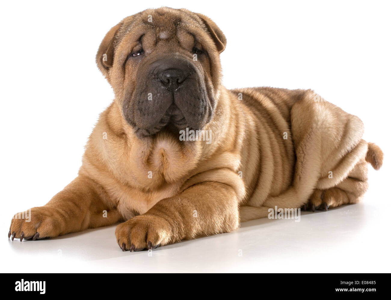Chiot Shar Pei chinois fixant à la visionneuse à isolé sur fond blanc - 4 mois Banque D'Images