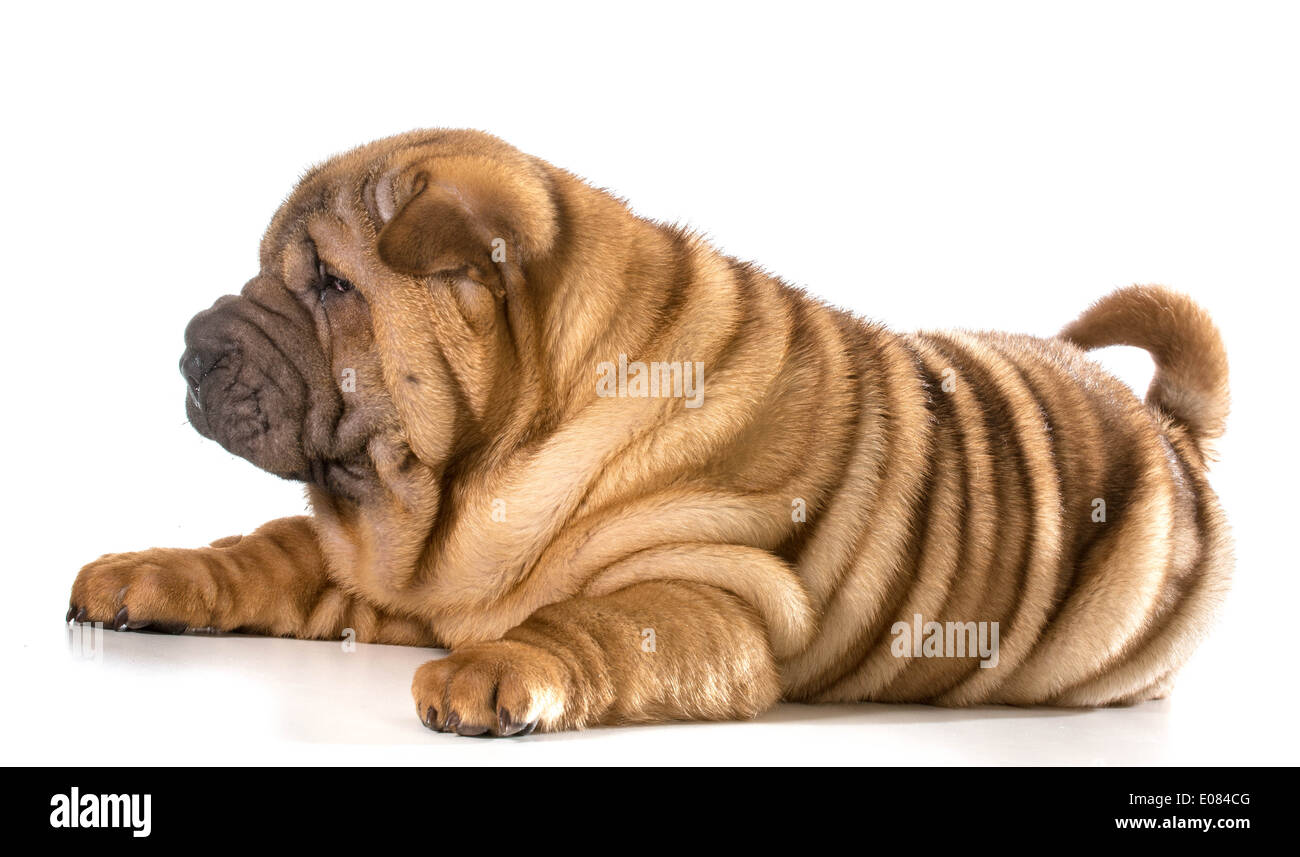 Chiot Shar Pei chinois fixant isolé sur fond blanc - 4 mois Banque D'Images