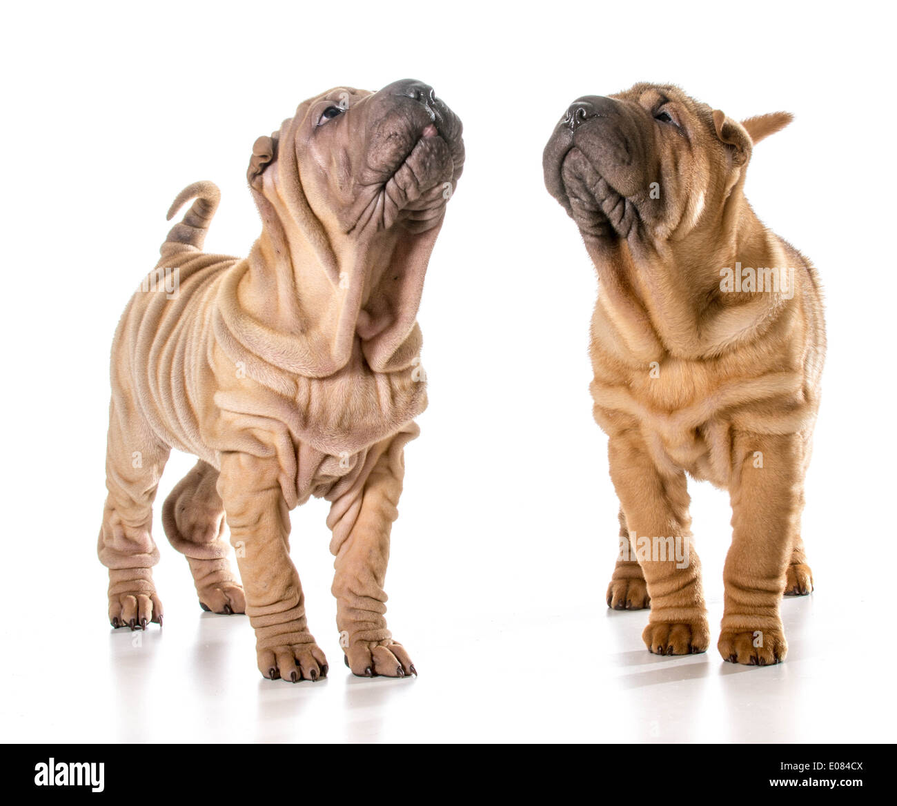 Deux chinois Shar Pei chiots isolé sur fond blanc - 4 mois Banque D'Images