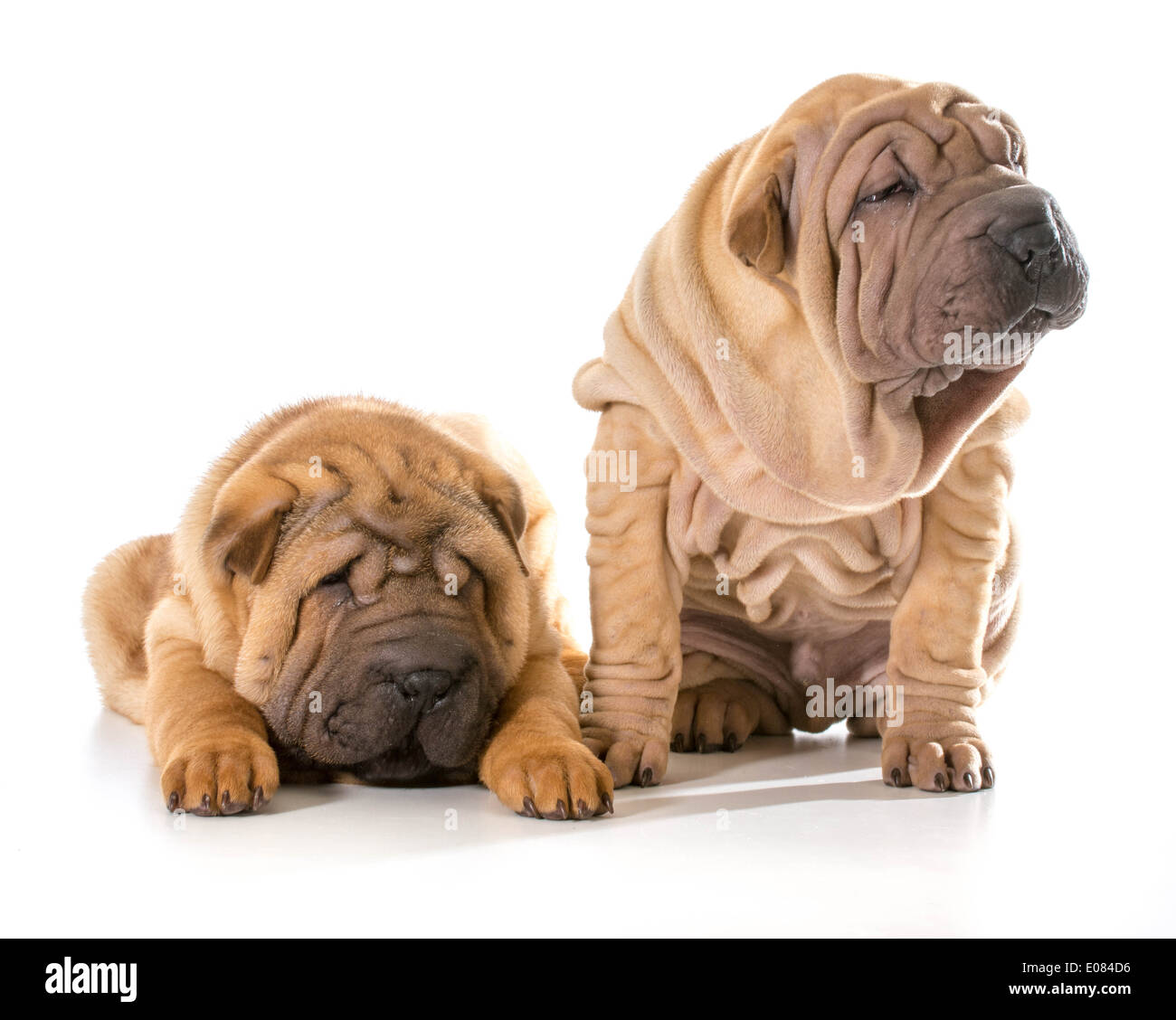 Deux chinois Shar Pei chiots isolé sur fond blanc - 4 mois Banque D'Images