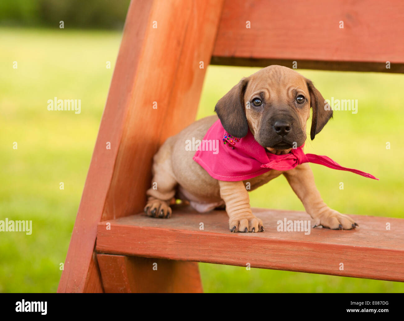 Chiot se rend au parc Banque D'Images