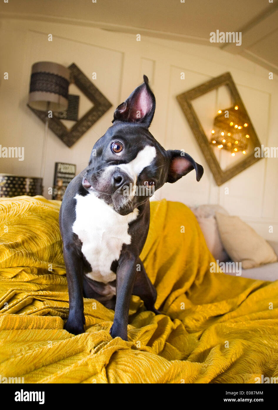 L'inclinaison de la tête de terrier de Boston Banque D'Images