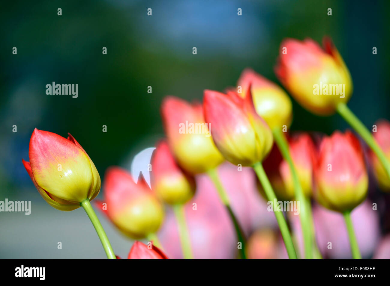 Hempstead, New York, États-Unis - le 4 mai 2014 - Le 31e Festival néerlandais, en plein air sur le Campus sud de l'Université Hofstra, dispose de tulipes en fleur, comme ces rose et jaune, deux couleurs tout au long de campus, avec plus de 100 variétés dans le Tulip Sampler Jardin. Une longue tradition de l'île. Credit : Ann E Parry/Alamy Live News Banque D'Images