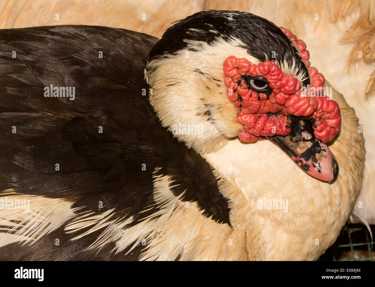 Canard ornemental Banque D'Images