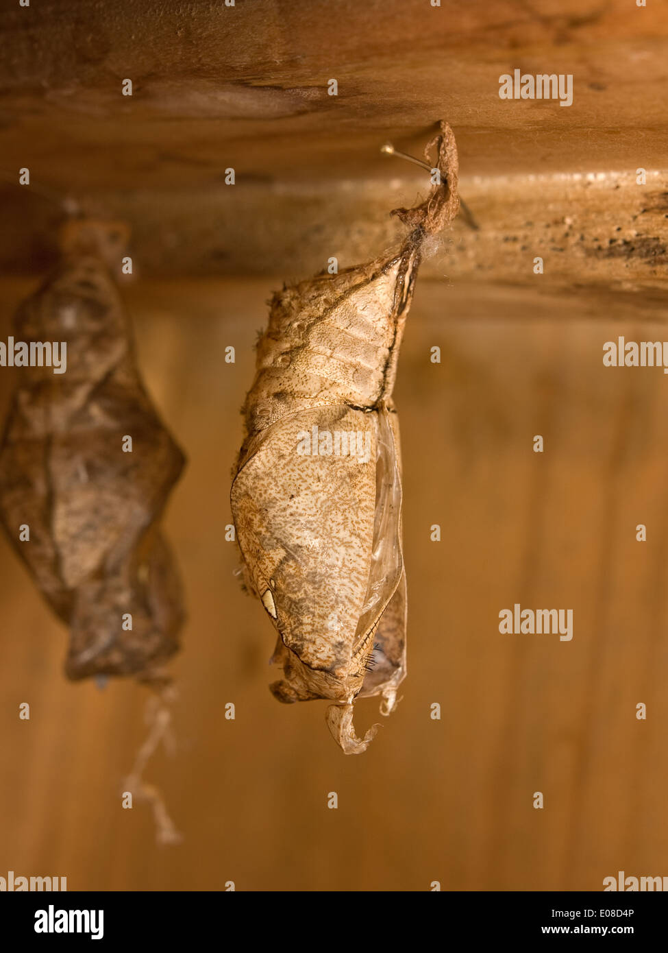 Photo verticale de géant forêt papillon Hibou Caligo eurilochus, Chrysalis. Banque D'Images