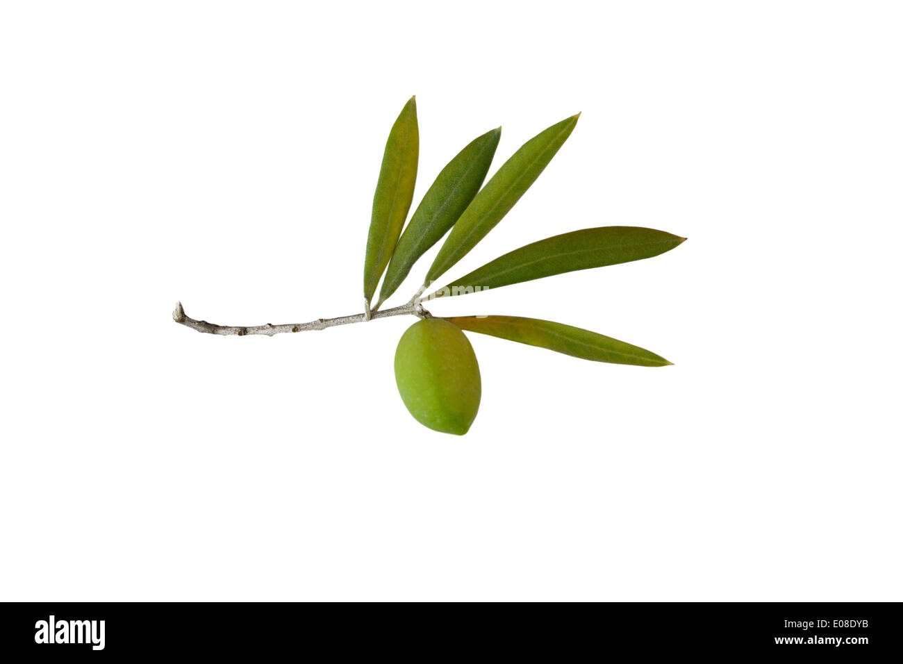 Seule matière d'olive verte dans sa succursale isolé sur fond blanc Banque D'Images