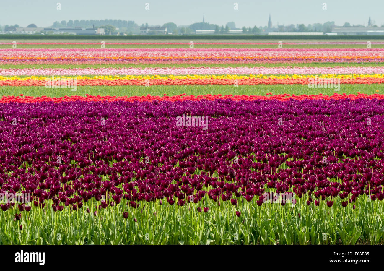 Une myriade de rangées de tulipes hollandaises DANS LES CHAMPS À PROXIMITÉ DE PLUS EN PLUS LISSE AU PRINTEMPS HOLLAND Banque D'Images