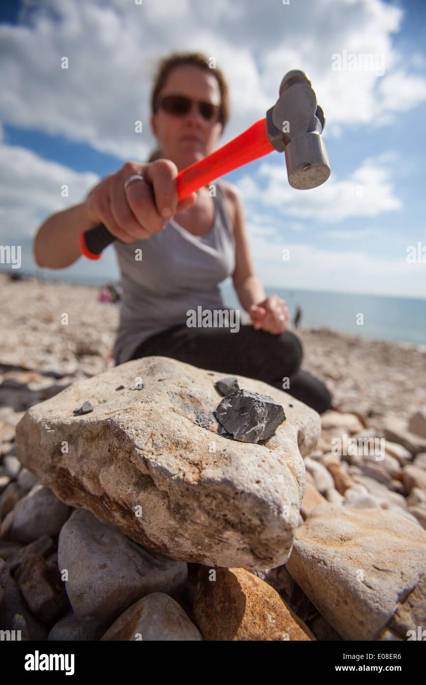 Chasse aux fossiles à Charmouth plage sur la côte jurassique, Dorset, UK Banque D'Images